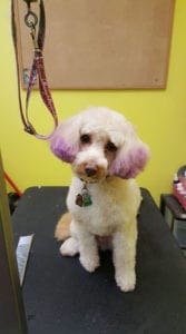 Poodle With Purple Dyed Ears