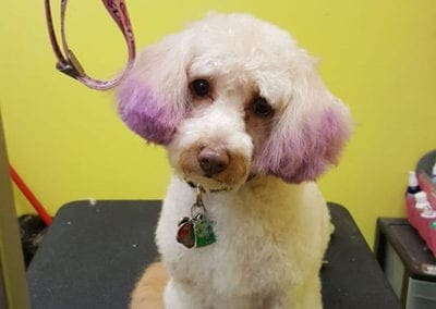 Poodle With Purple Dyed Ears