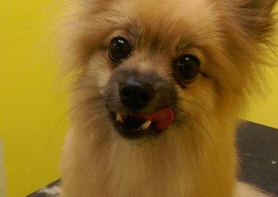 Puppy Licking Lips