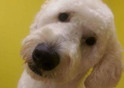 White Poodle After Grooming
