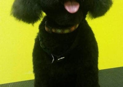 Black Poodle After Grooming