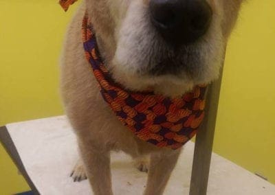 Dog At Grooming Station