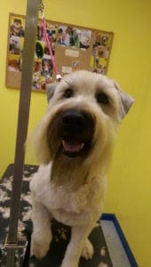 Dog At Grooming Station