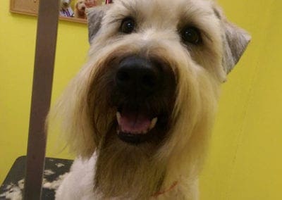 Dog At Grooming Station