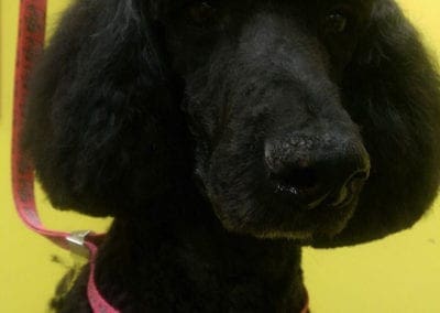 Black Poodle