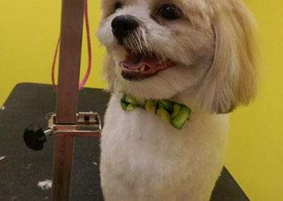 Smiling White Dog